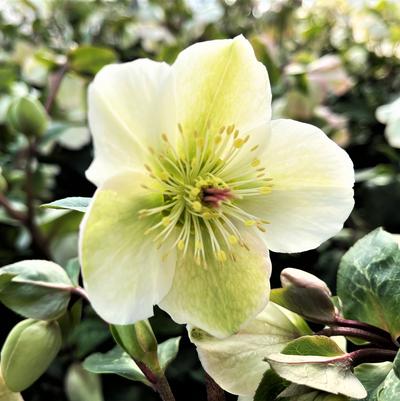 Helleborus FrostKiss Molly's White