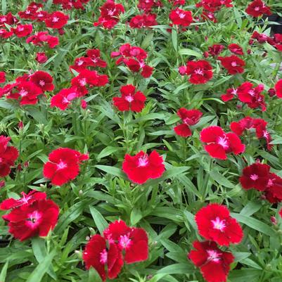 Dianthus Floral Lace Crimson ()