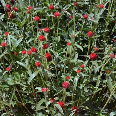 Gomphrena Strawberry Fields