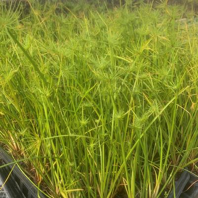 Cyperus Papyrus Haspens