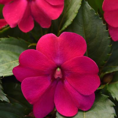 Impatiens Solarscape Magenta Bliss