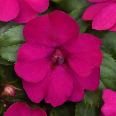 Impatiens Solarscape Neon Purple