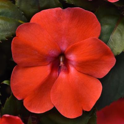 Impatiens Solarscape Orange Burst