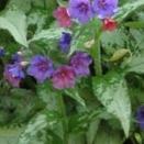 Pulmonaria 'Diana Clare' Pulmonaria 'Diana Clare'