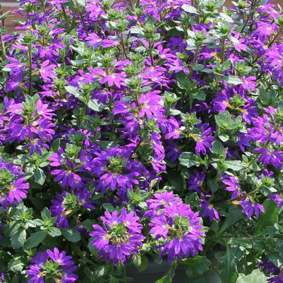 Scaevola Surdiva Blue Violet