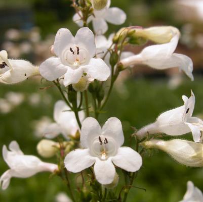 Penstemon digitalis 