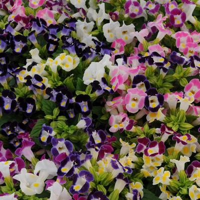 Torenia Kauai Mix