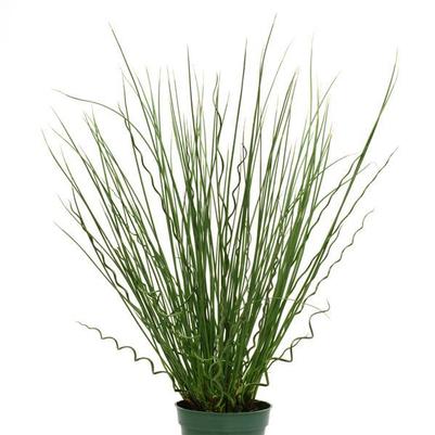 Juncus Fuseables Twisted Arrows