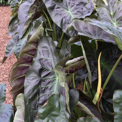 Colocasia Royal Hawaiian Aloha