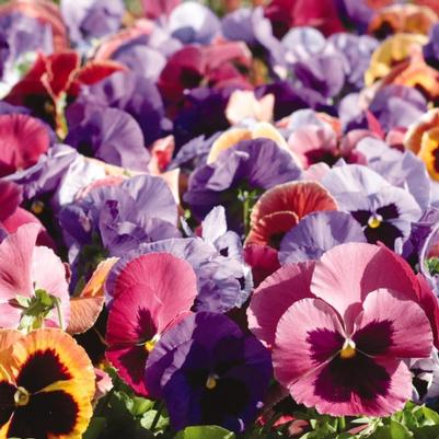 Pansy Matrix Coastal Sunrise Mix