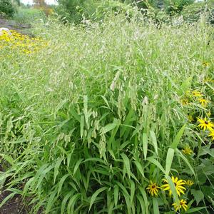 Chasmanthium latifolium 