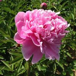 Paeonia lac. Dr. Alex Fleming
