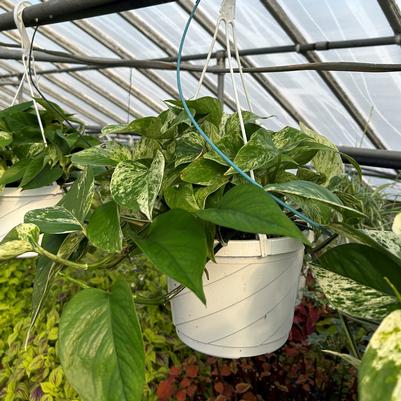 Pothos Gold Hanging Basket 