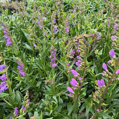 Penstemon strictus 
