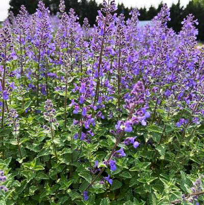 Nepeta Early Bird