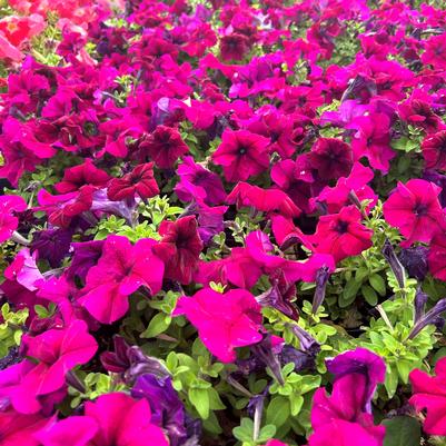 Petunia Limbo GP Burgundy