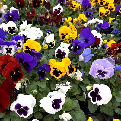 Pansy Matrix Blotch Mix