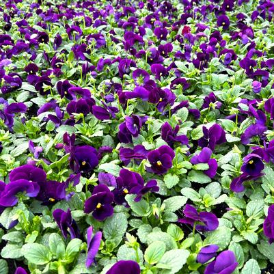 Pansy Matrix Purple