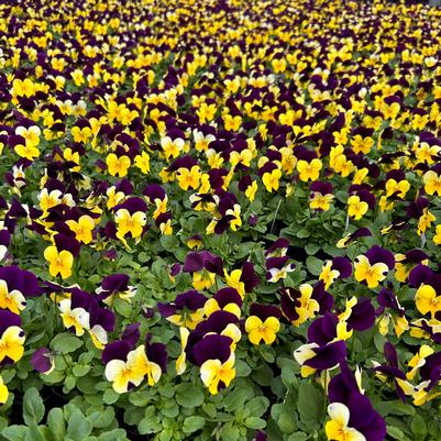 Viola Penny Yellow Jump-Up