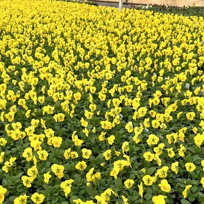 Viola Penny Yellow