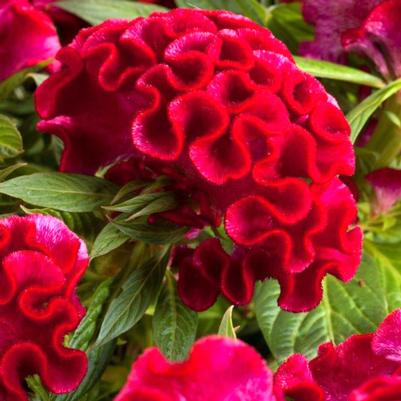 Celosia Twisted Strawberry