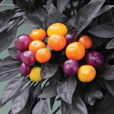 Capsicum annuum Onyx Orange 