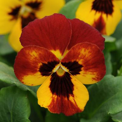 Viola Sorbet Fire