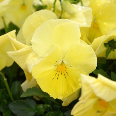 Pansy Matrix Lemon