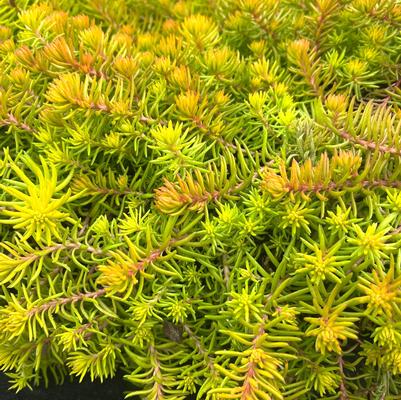Sedum rup. Angelina
