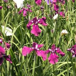 Iris ensata Iris ensata