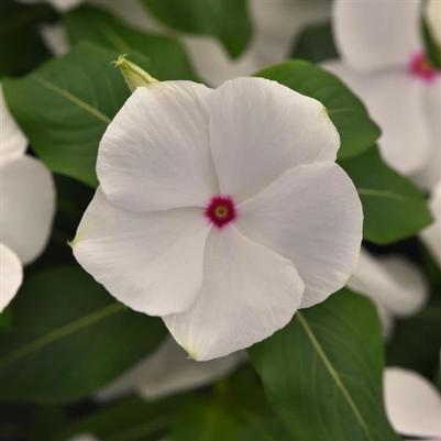 Vinca Titan-ium Polka Dot