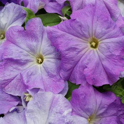 Petunia Pretty Grand Blue Sky