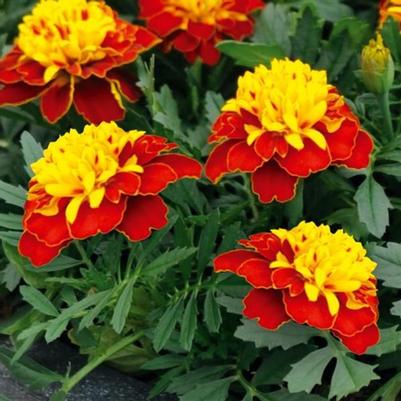 Marigold Super Hero Spry