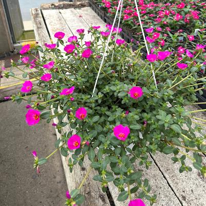 Portulaca Cupcake Hanging Baskets 