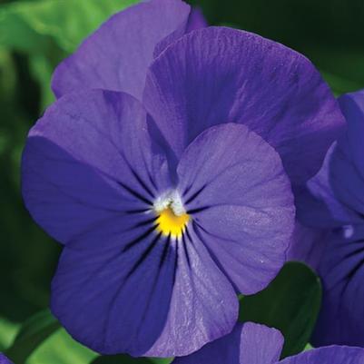 Viola Penny Blue