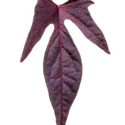 Ipomoea Sweet Georgia Fine Burgundy