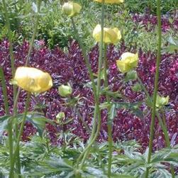Trollius europeaeus Trollius europeaeus