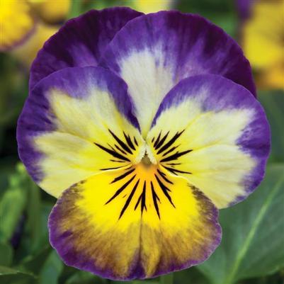 Viola Penny Primrose Picotee