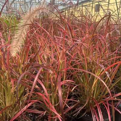 Pennisetum advena Fireworks
