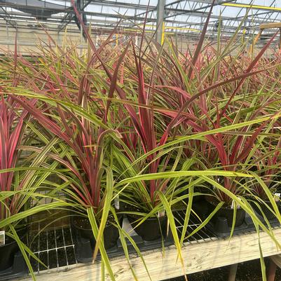 Cordyline Can Can