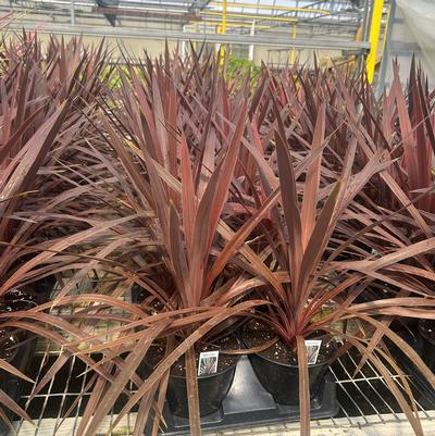 Cordyline Red Star