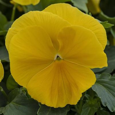 Pansy Grandio Yellow