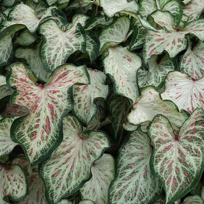 Caladium Candyland