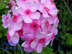 Phlox pan. 'Eva Cullum' Phlox pan. 'Eva Cullum'