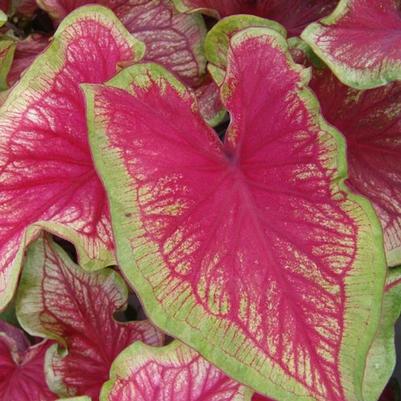 Caladium Tiki Torch