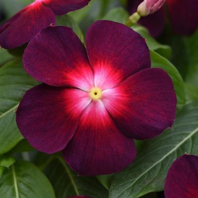 Vinca Tattoo Boysenberry