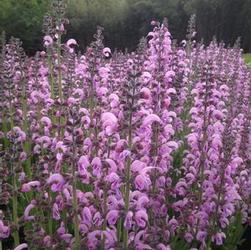 Salvia 'Eveline' Salvia 'Eveline'