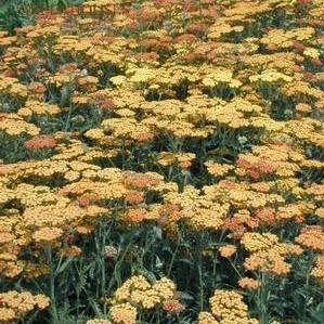 Achillea 'Fireland' Achillea 'Fireland'