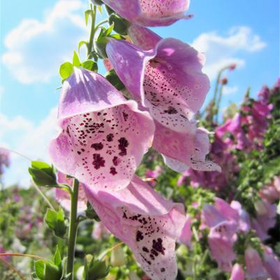Digitalis pur. Foxy