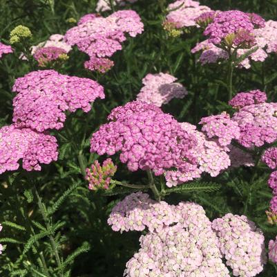Achillea Appleblossom